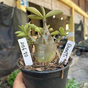 1106 80 Arabicum Ducatti F3