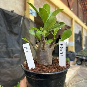 1106 14 Arabicum Nix F3