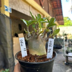 1106 74 Arabicum Odin F3