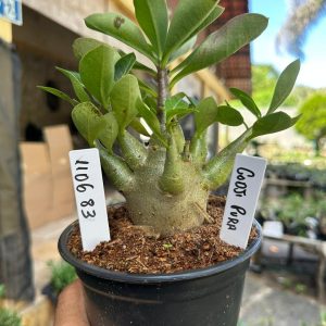 1106 83 Arabicum Godji pura F3