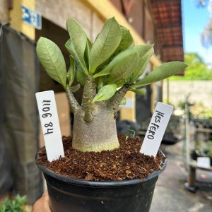 1106 84 Arabicum Hesfero F3