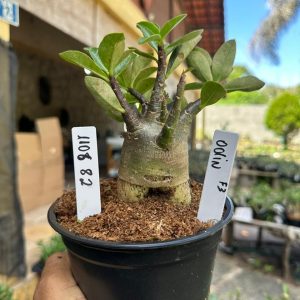 1106 82 Arabicum Odin F3