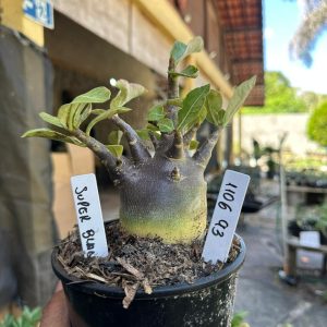 1106 93 Arabicum Super black  F3