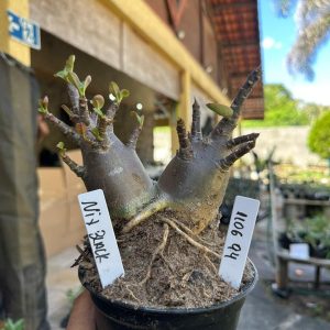 1106 94 Arabicum Nix black  F3