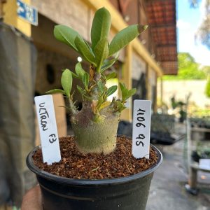 1106 95 Arabicum Ultron F3