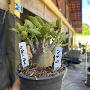 1106 96 Arabicum Optimus Prime F3