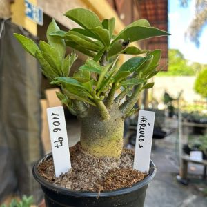 1106 97 Arabicum Hércules F3