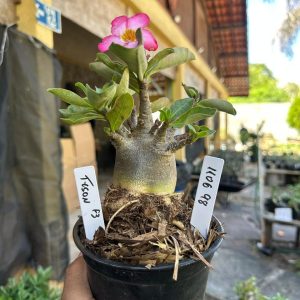 1106 98 Arabicum Tyson F3