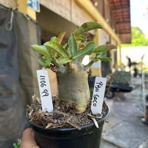 1106 99 Arabicum PBN soco F3