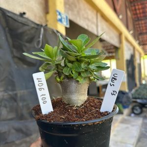 1106 100 Arabicum Urus F3