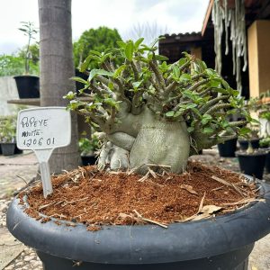 1206 01 Arabicum Popeye - Adulta