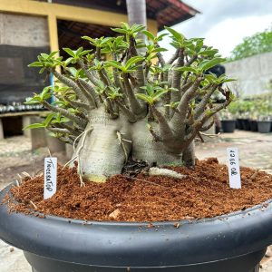 1206 02 Arabicum Triceratop - Adulta