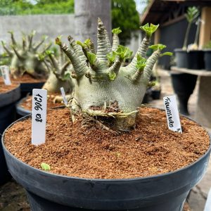 1206 08 Arabicum Tiranossauro - Adulta