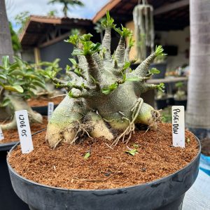 1206 05 Arabicum Poseidon - Adulta