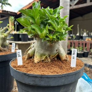 1206 10 Arabicum Rbl - Adulta