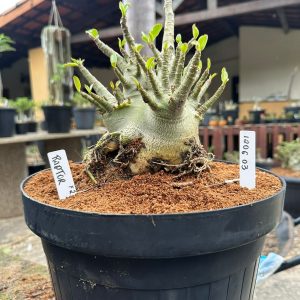 1206 03 Arabicum Raptor - Adulta