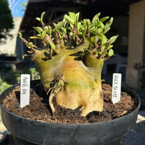 1606 04 Arabicum Hulk Black f3 - Adulta