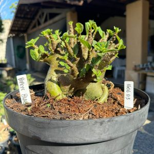 1606 03 Arabicum Black Popeye - Adulta