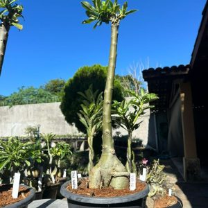 1606 02 Anaconda zaad avaria