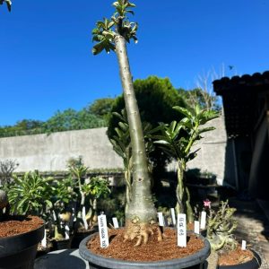 1606 03 Anaconda Viuva N. Dobrada