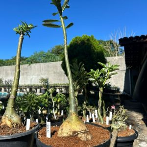 1606 01 Anaconda Anaconda Pura