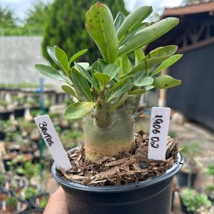1906 02 Arabicum Brutos F3