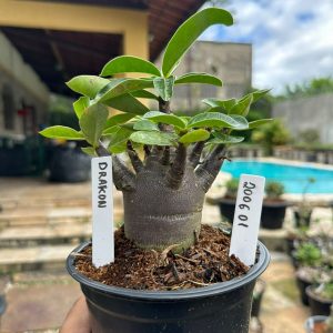 2006 01 Arabicum Drakon black  F3