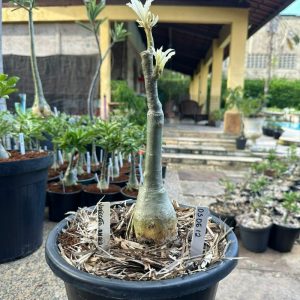 0606 13 Baobá Baby variegata amarela dobrada