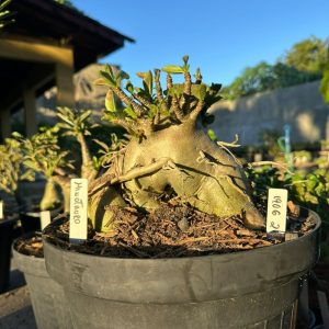 2006 21 Arabicum Minotauro - Adulta