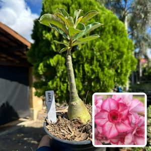 2206 02 Rosa do Deserto Arm-1
