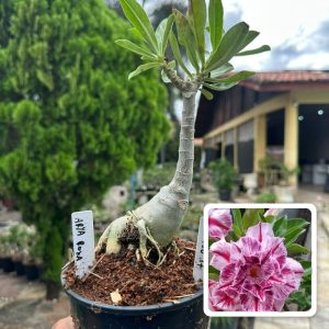 2406 17 Rosa do Deserto Arya Roxa