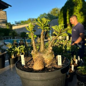 1906 01 Baobá Baby Caudex arabicum Amor de mae ( Leilão )