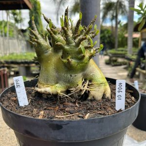1006 01 Arabicum Hulk  - Adulta