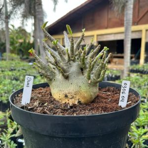 0306 04 Arabicum Dwarf - Adulta ( Leilão )