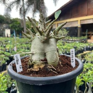 0306 03 Arabicum Ultron - Adulta ( Leilão )
