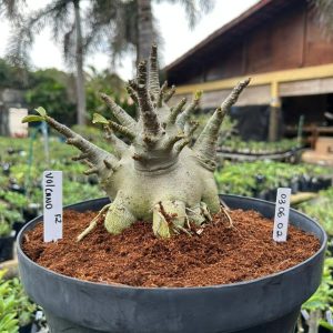 0306 02 Arabicum Volcano - Adulta ( Leilão )