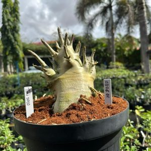 0306 01 Arabicum Thai soco - Adulta ( Leilão )