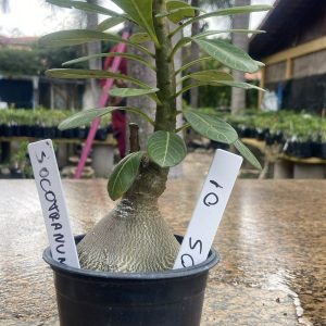 3005 01 Socotranum