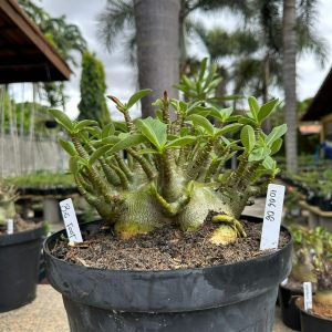 1006 06 Arabicum Big Foot - Adulta