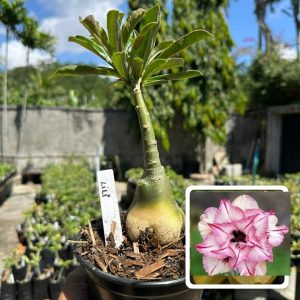 1806 46 Rosa do Deserto Lili