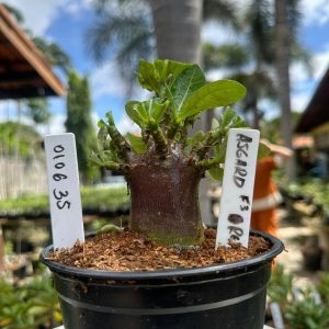 0106 35 Arabicum Asgard black F3