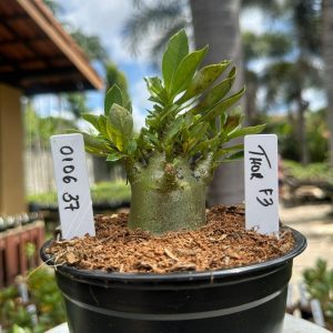 0106 37 Arabicum Thor F3