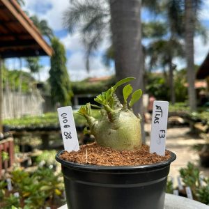 0106 38 Arabicum Atlas F3