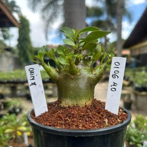 0106 40 Arabicum Oniyx F3