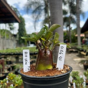 0106 41 Arabicum Red Skin F3