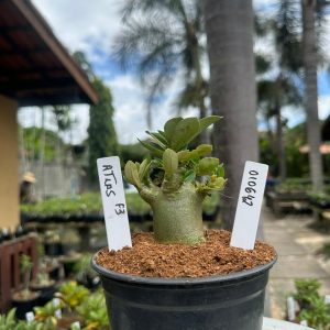 0106 42 Arabicum Atlas F3