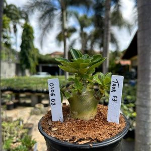 0106 03 Arabicum Thor F3