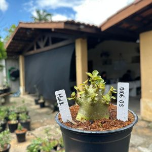 0106 05 Arabicum Hulk F3