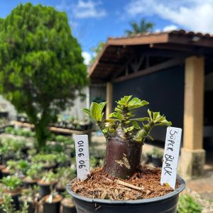 0106 06 Arabicum Super Black F3