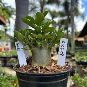 0106 08 Arabicum Oniyx F3